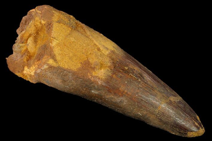Huge, Spinosaurus Tooth - Real Dinosaur Tooth #169537